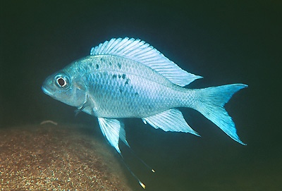 Ophthalmotilapia ventralis 'Kalambo Lodge'